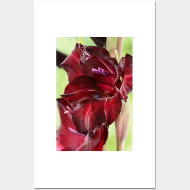 Gladiolus  &#39;Espresso&#39;  Sword lily Wall Art by chrisburrows